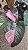 FILODENDRO PINK PRINCESS (Philodendron erubescens 'Pink Princess') - Pote 15 - Imagem 14