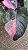 FILODENDRO PINK PRINCESS (Philodendron erubescens 'Pink Princess') - Pote 15 - Imagem 4