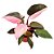 FILODENDRO PINK PRINCESS (Philodendron erubescens 'Pink Princess') - Imagem 1