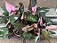 FILODENDRO PINK PRINCESS (Philodendron erubescens 'Pink Princess') - Imagem 5