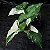 SINGÔNIO VARIEGATA (Syngonium podophyllum 'Albo Variegatum') - Imagem 3