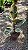 FICUS TINEKE VARIEGATA (Ficus elastica 'Tineke') - Pote 17 - Imagem 4