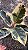FICUS TINEKE VARIEGATA (Ficus elastica 'Tineke') - Pote 17 - Imagem 2