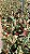 FICUS TINEKE VARIEGATA (Ficus elastica 'Tineke') - Pote 17 - Imagem 1