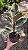 FICUS TINEKE VARIEGATA (Ficus elastica 'Tineke') - Pote 17 - Imagem 3