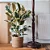 FÍCUS TINEKE (Ficus elastica 'Tineke') - Imagem 1