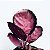 CALATHEA CRIMSON (Goeppertia insignis 'Crimson') - Imagem 1