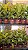 FICUS SHIVEREANA (Ficus elastica 'Shivereana') - Pote 17 - Imagem 4