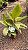 FICUS SHIVEREANA (Ficus elastica 'Shivereana') - Pote 17 - Imagem 3
