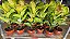 FICUS SHIVEREANA (Ficus elastica 'Shivereana') - Pote 17 - Imagem 3