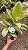 FICUS SHIVEREANA (Ficus elastica 'Shivereana') - Pote 17 - Imagem 2