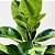 FÍCUS SHIVEREANA (Ficus elastica 'Shivereana') - Imagem 3