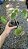 Pilea peperomioides - Pote 11 - Imagem 3