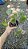 Pilea peperomioides - Pote 11 - Imagem 4