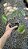Pilea peperomioides - Pote 11 - Imagem 5