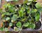 Pilea peperomioides - Pote 11 - Imagem 3