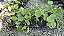 Pilea peperomioides - Pote 11 - Imagem 6