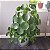 Pilea peperomioides - Imagem 3