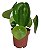 Pilea peperomioides - Imagem 2