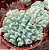 Echeveria Runyonii 'Topsy Turvy' - Imagem 2