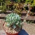 Echeveria Runyonii 'Topsy Turvy' - Imagem 3