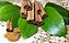 CANELA (Cinnamomum Verum) - Imagem 2