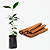 CANELA (Cinnamomum Verum) - Imagem 3