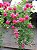 ROSA TREPADEIRA (Rosa hybrid) - Imagem 4