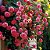 ROSA TREPADEIRA (Rosa hybrid) - Imagem 1
