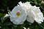 ROSA TREPADEIRA (Rosa hybrid) - Imagem 6