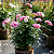 ROSA TREPADEIRA (Rosa hybrid) - Imagem 2