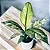 Spathiphyllum Sensations Variegata - Imagem 1