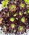 AEONIUM NEGRO (Aeonium Arboreum Zwartkop) - Imagem 2