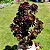 AEONIUM NEGRO (Aeonium Arboreum Zwartkop) - Imagem 4