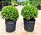 BUXINHO BOLA (Buxus sempervirens) - Imagem 1