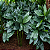 PALMEIRA METÁLICA (Chamaedorea metallica) - Muda com até 1,20m - Imagem 2