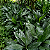 PALMEIRA METÁLICA (Chamaedorea metallica) - Muda com até 1,20m - Imagem 6