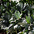 PALMEIRA METÁLICA (Chamaedorea metallica) - Muda com até 1,20m - Imagem 1