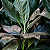 PALMEIRA METÁLICA (Chamaedorea metallica) - Muda com até 1,20m - Imagem 3