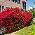 PRIMAVERA VERMELHA (Bougainvillea spp.) - Muda com até 1 metro - Imagem 2