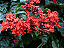 CLERODENDRO VERMELHO (Clerodendrum splendens) - Imagem 2