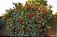 CLERODENDRO VERMELHO (Clerodendrum splendens) - Imagem 3