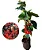 CLERODENDRO VERMELHO (Clerodendrum splendens) - Imagem 4