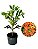 RODA DE FOGO (Combretum indicum) - Imagem 3