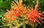 RODA DE FOGO (Combretum indicum) - Imagem 1