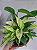 JIBÓIA BRANCA (Epipremnum aureum 'Marble Queen') - Imagem 5