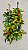 JIBÓIA BRANCA (Epipremnum aureum 'Marble Queen') - Imagem 4