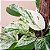 JIBÓIA BRANCA (Epipremnum aureum 'Marble Queen') - Imagem 1