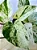 JIBÓIA BRANCA (Epipremnum aureum 'Marble Queen') - Imagem 3