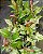 JIBÓIA BRANCA (Epipremnum aureum 'Marble Queen') - Imagem 2